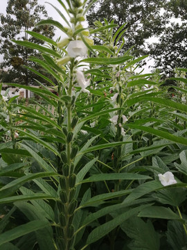 芝麻