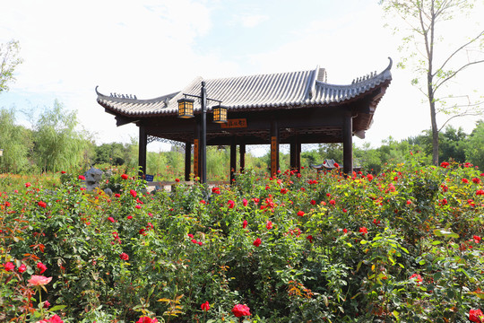 乌鲁木齐植物园美丽景色