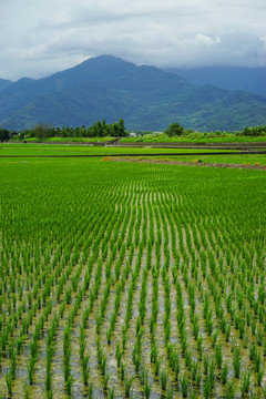 稻田