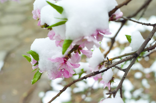 雪和花