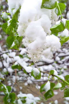 雪和绿叶