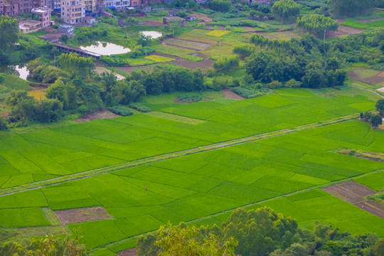 田野