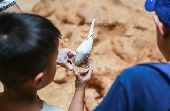 小孩喂鸟