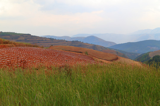 东川红土地麦田