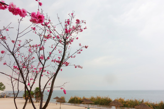 樱花沙滩湖水