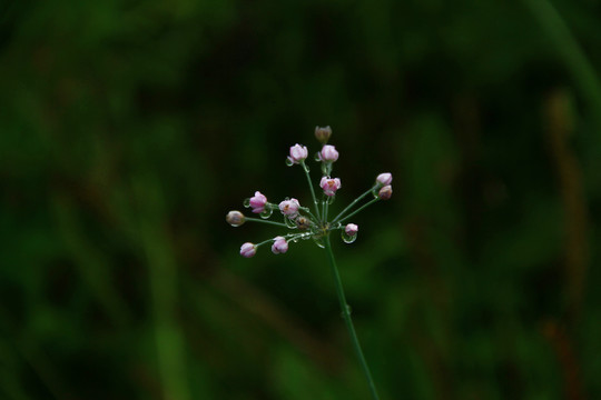 植物花卉