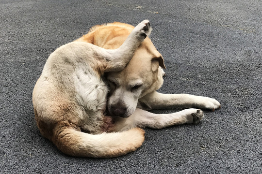 小黄狗