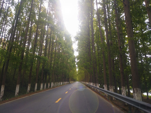 道路水杉