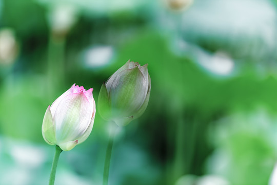 夏日池塘里梦幻的荷花