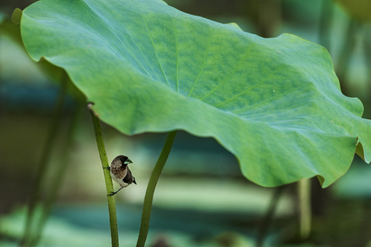 夏日池塘里梦幻的荷花