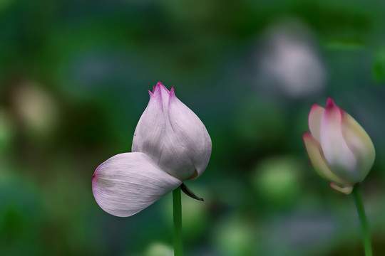 夏日池塘里梦幻的荷花