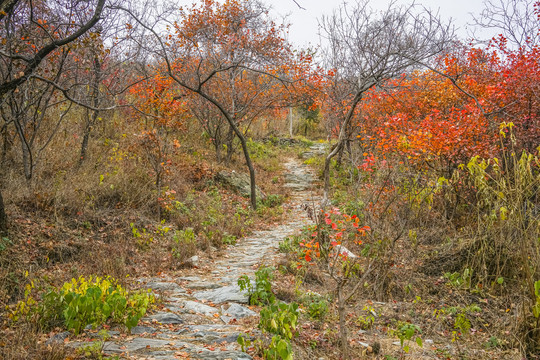 秋天山林小路