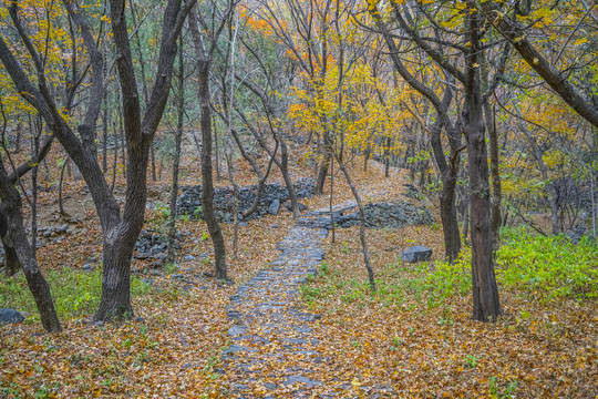 秋天山林小路