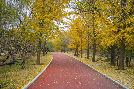 秋天林荫路