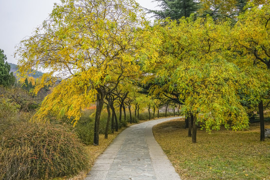 秋天公园小路