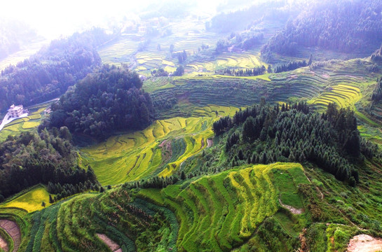 紫鹊界梯田秋景