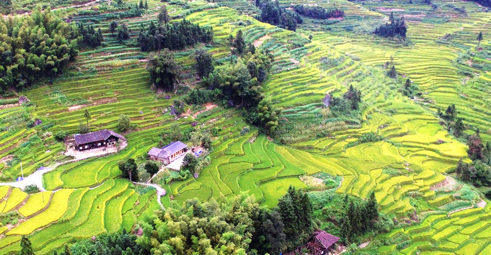 紫鹊界秋景