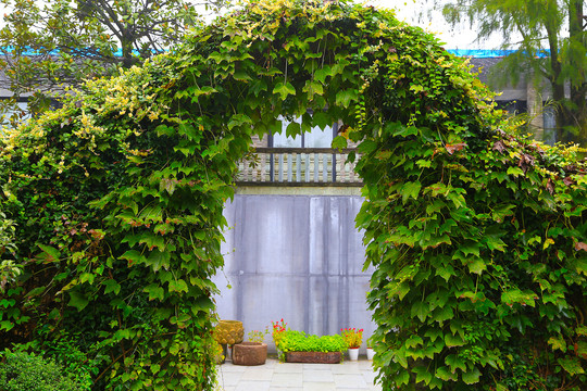 绿色植物门