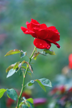 雨后月季花