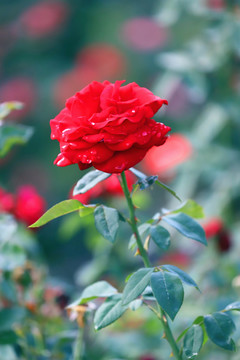 雨后月季花