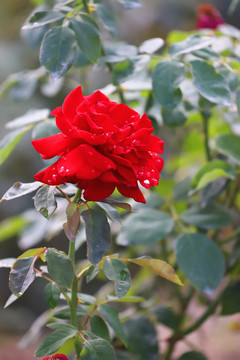 雨后月季花