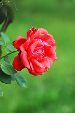 雨后月季花