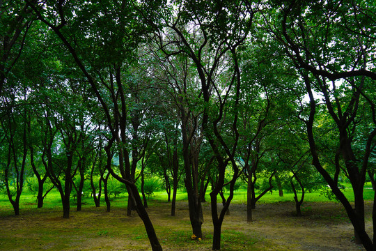 丁香树林