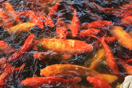 紅鯉魚