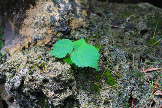 生长在石头中的绿叶