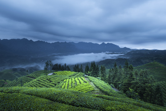 茶山