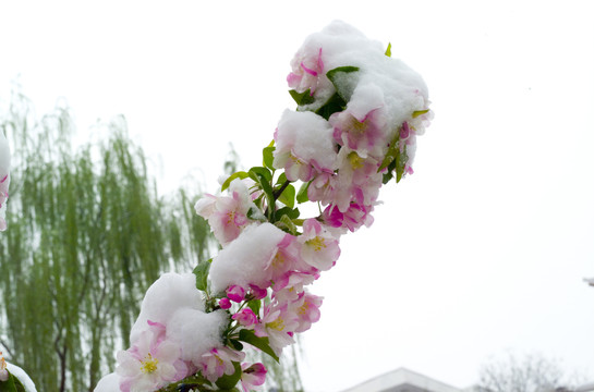 春雪和春花