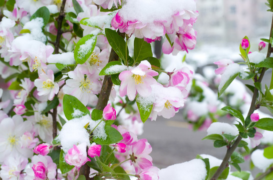 雪和花