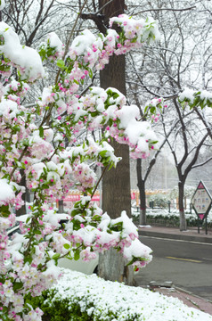 雪和花