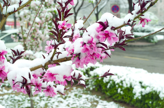 雪和花