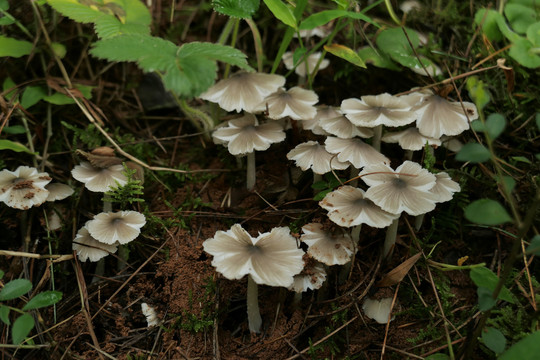 鸡枞菌