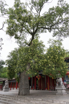 岐山周公廟