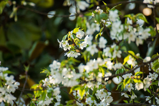 春天小白花