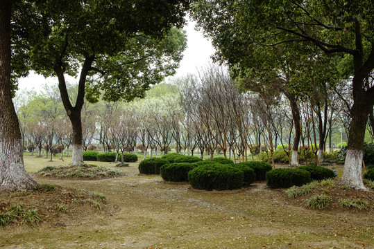 公园雨景