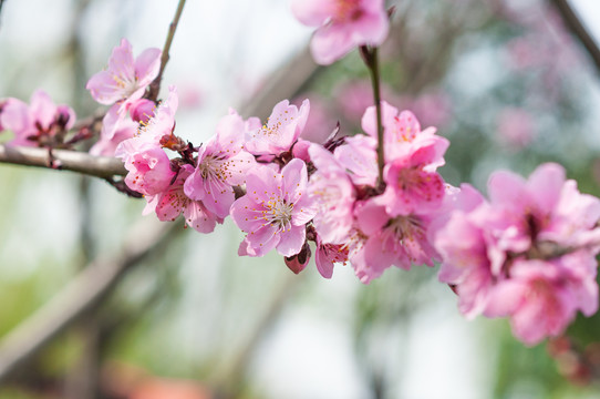 桃花