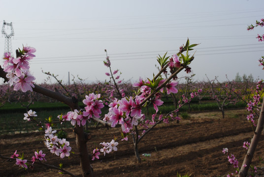 桃花