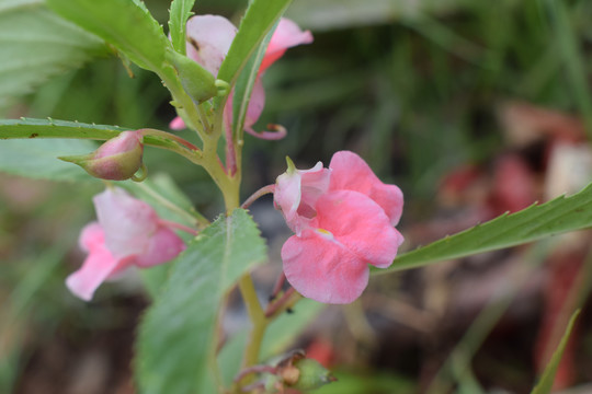 凤仙花