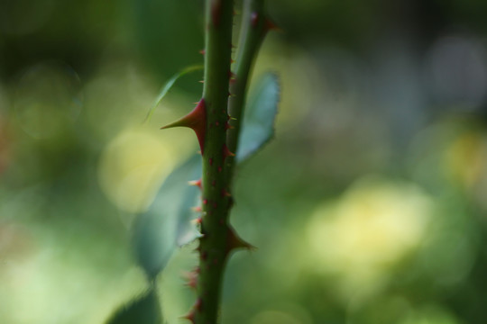 玫瑰花刺玫瑰刺