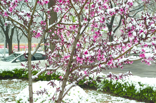春天的雪和花