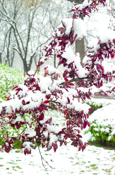 雪和花