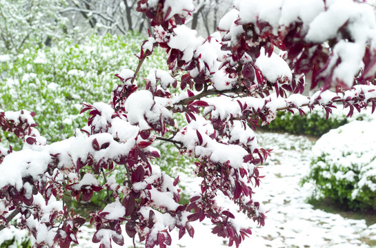 雪和花