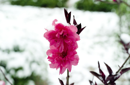 雪和花