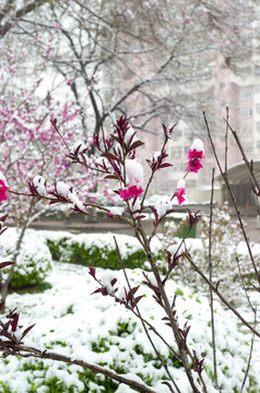 雪和花