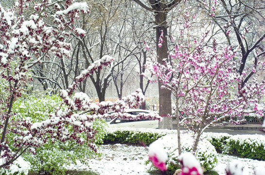 春天的雪景