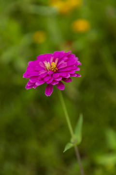 花草素材