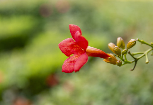 炮仗花